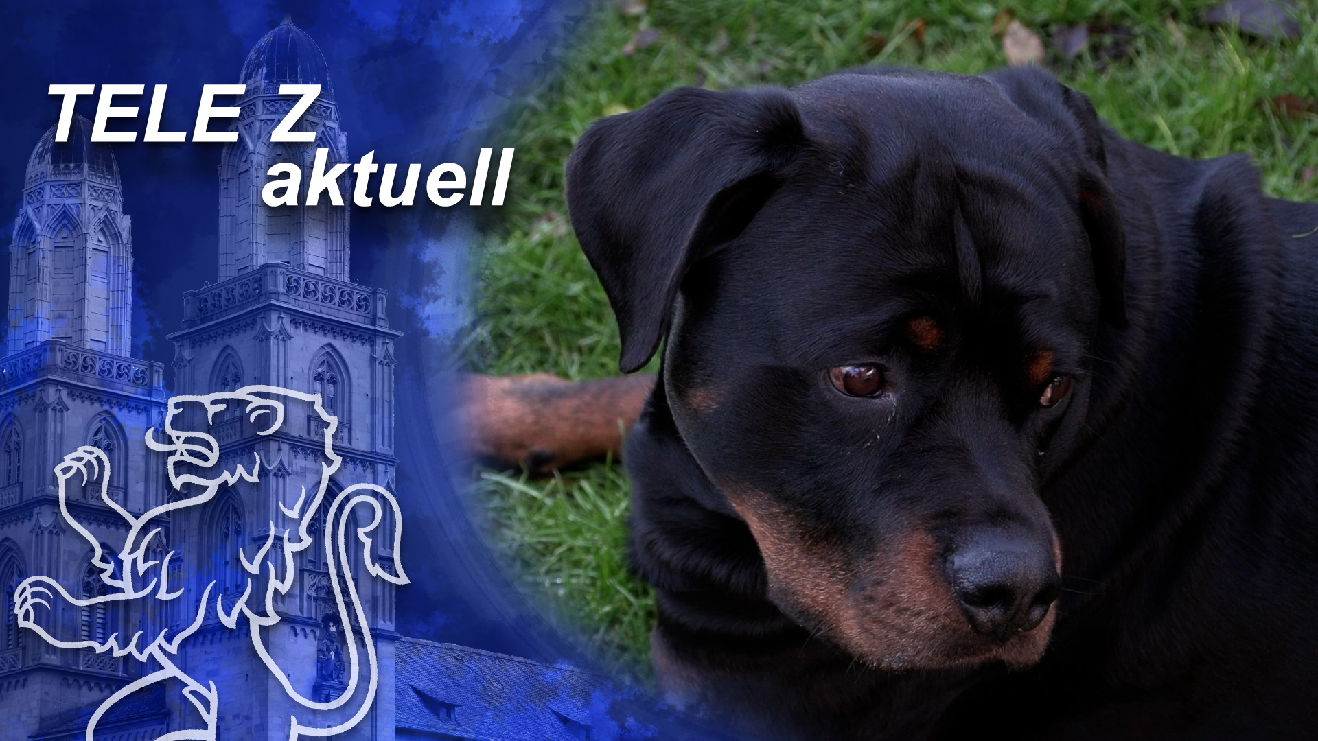 Tele Z - Aktuell Beitrag: Kanton Zürich: Ab Januar Gilt Ein Rottweiler 